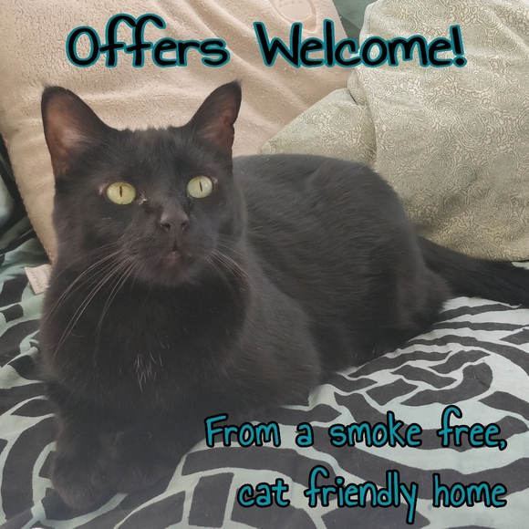 ModCloth Sleeveless Top - Picture 5 of 5